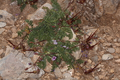 Erodium daucoides