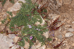 Erodium daucoides