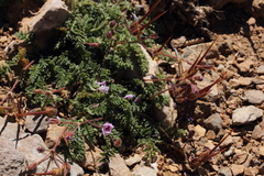 Erodium daucoides
