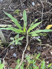 Habenaria floribunda