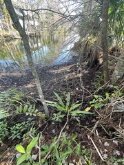 Habenaria floribunda