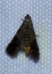 Elophila tinealis