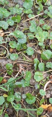 Hydrocotyle ranunculoides