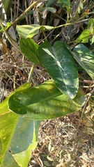 Philodendron renauxii