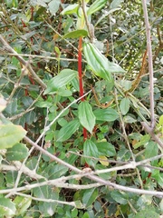 Elaeagnus reflexa