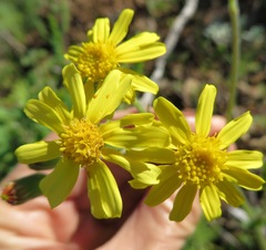 Senecio erosus