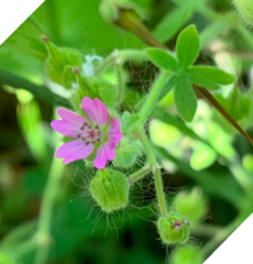 Geranium molle