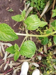 Minthostachys mollis