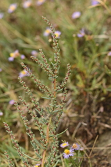 Suaeda pannonica