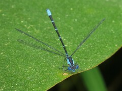 Chromagrion conditum