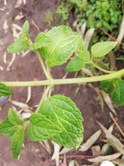 Minthostachys mollis