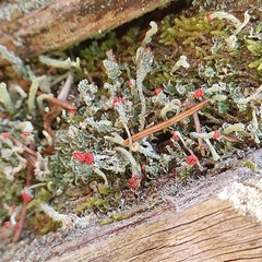 Cladonia digitata