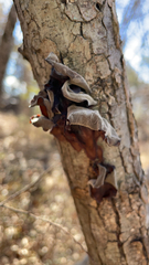 Auricularia nigricans