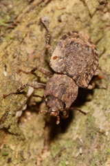Syrphetodes marginatus