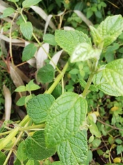 Minthostachys mollis