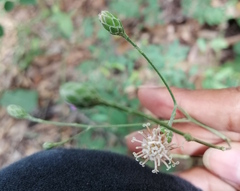 Acourtia scapiformis