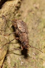 Syrphetodes marginatus
