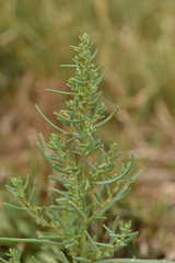 Suaeda pannonica