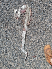 Python natalensis