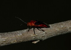 Tropidosteptes cardinalis