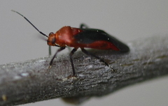 Tropidosteptes cardinalis