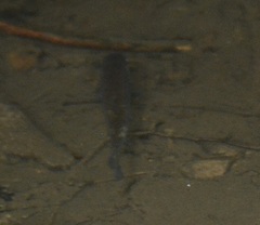 Salvelinus fontinalis