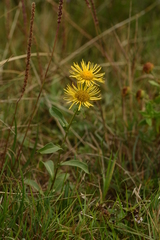 Pentanema britannica