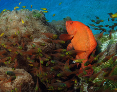 Cephalopholis sonnerati