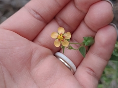 Abutilon trisulcatum