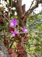 Lathyrus digitatus