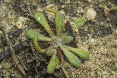 Chorizanthe procumbens