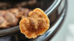 Auriscalpium vulgare