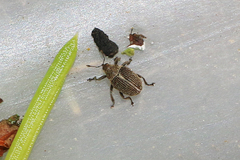 Ceutorhynchus typhae