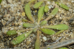 Chorizanthe procumbens