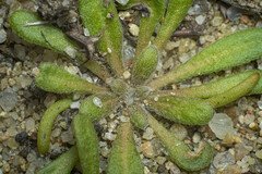 Chorizanthe procumbens