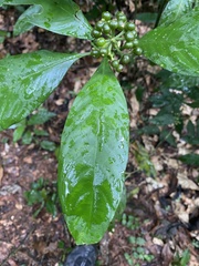 Palicourea racemosa