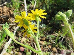 Senecio erosus