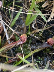 Sarracenia psittacina