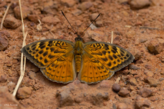 Bebearia zonara