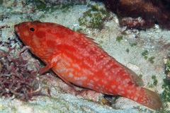 Cephalopholis spiloparaea