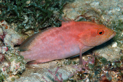 Cephalopholis spiloparaea