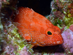 Cephalopholis spiloparaea