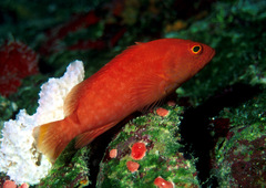 Cephalopholis spiloparaea