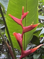 Heliconia bihai