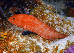 Cephalopholis spiloparaea