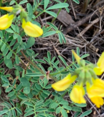 Hippocrepis fruticescens