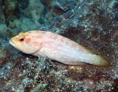 Cephalopholis spiloparaea