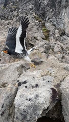 Daptrius carunculatus