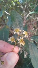 Nectandra