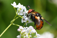 Gymnosoma rotundatum